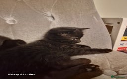 Mixed Breed cats for sale: ✨Adorable Kittens Ready for Their Forever Homes! ✨ - Advert 5