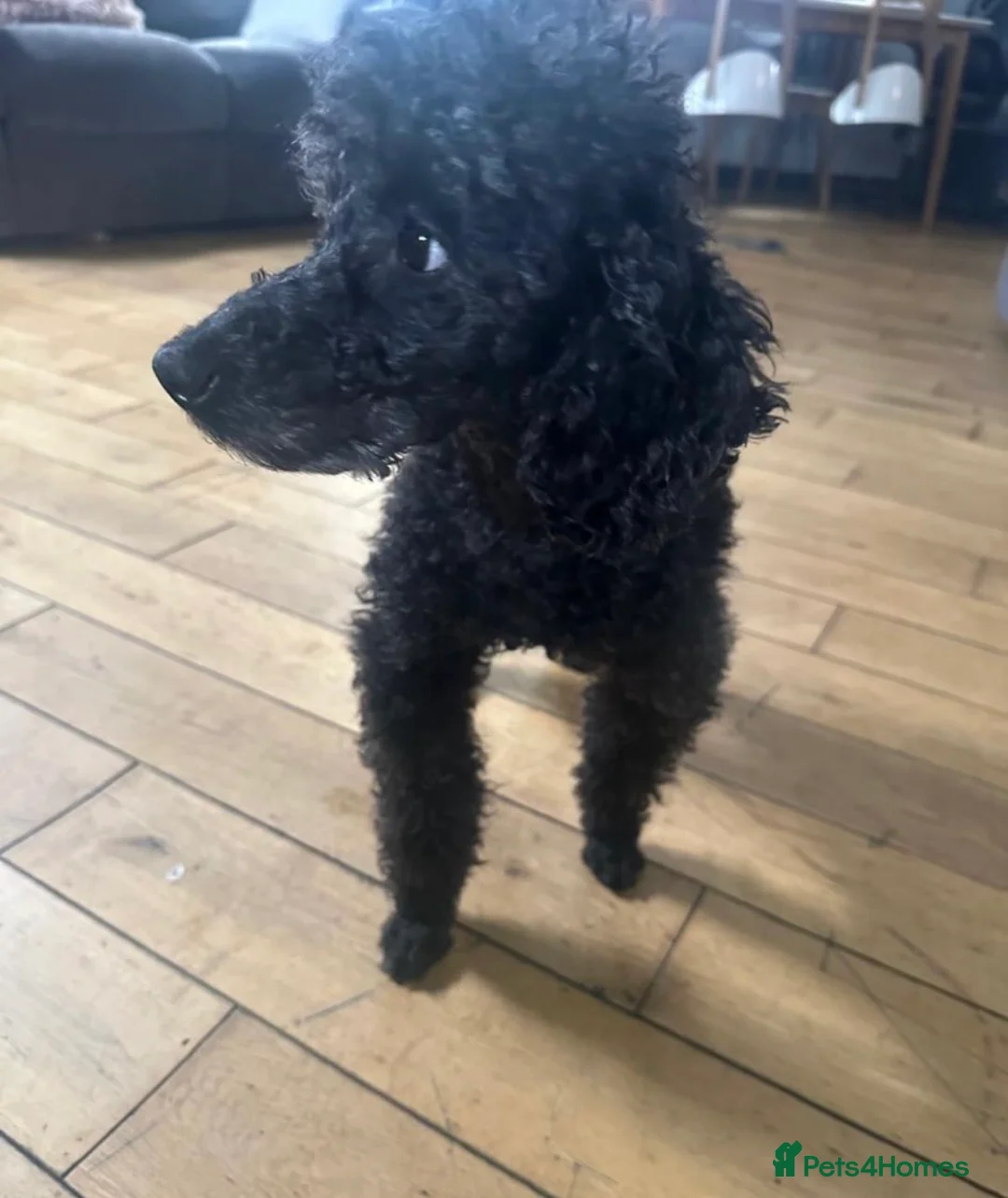 Cavapoo dogs for sale: Absolute stunning little girl  - Advert 11