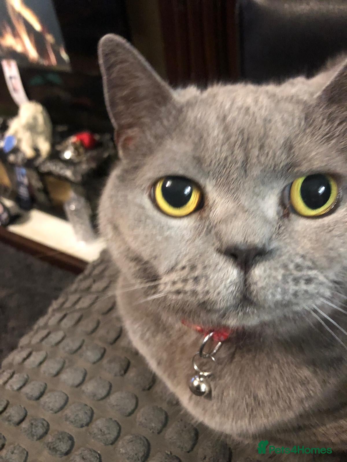 British Shorthair cats Bsh 4 years old - Advert 18