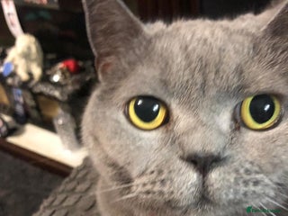 British Shorthair cats - Advert 15