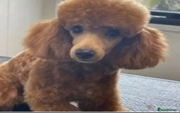 Cavapoo dogs for sale: F1 stunning red Cavapoo Girls  - Image 7