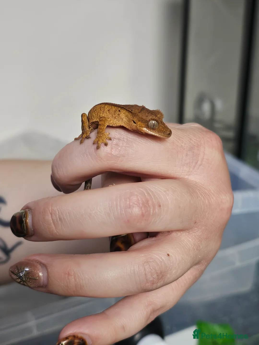 Leopard Gecko reptiles for sale: Cresties - Advert 2
