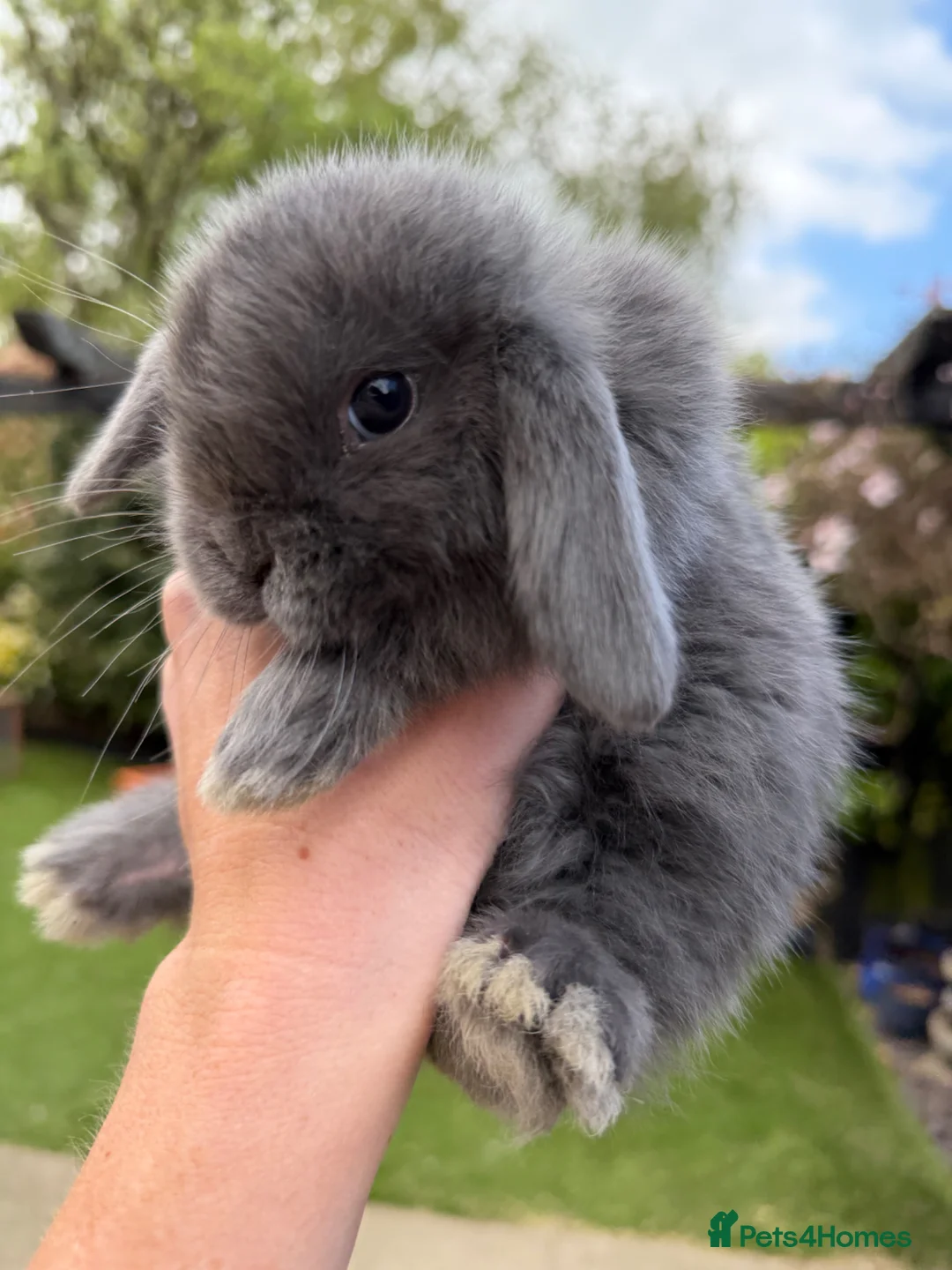 Mini Lop rabbits for sale: Beautiful mini lop babies  - Advert 2