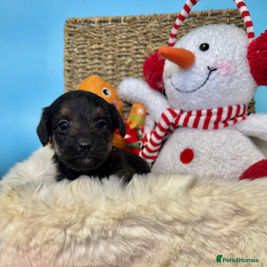 Mixed Breed dogs for sale: Unique Border Terrier X Mini Poodle Puppies! - Advert 10