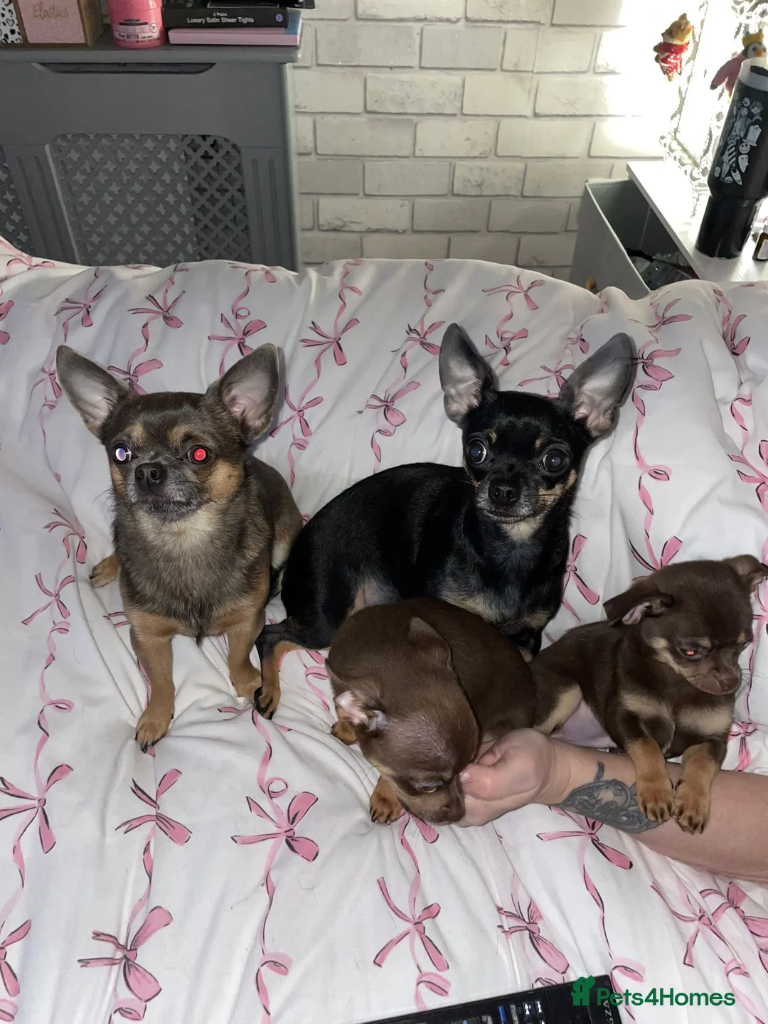 Chihuahua dogs for sale: Chihuahua Puppies  - Advert 5