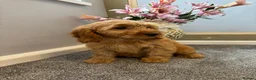 Cockapoo dogs for sale: Cockapoo Puppies LAST GIRL   FULLY VACCINATED  - Advert 14