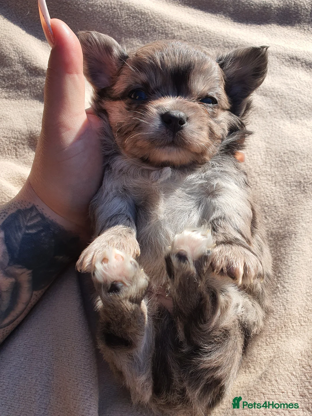 Chihuahua dogs for sale: Long Haired Chihuahua Boys Gorgeous  in London - Advert 1