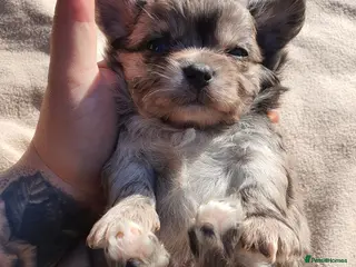 Chihuahua dogs Long Haired Chihuahua Boys Gorgeous - Advert 5