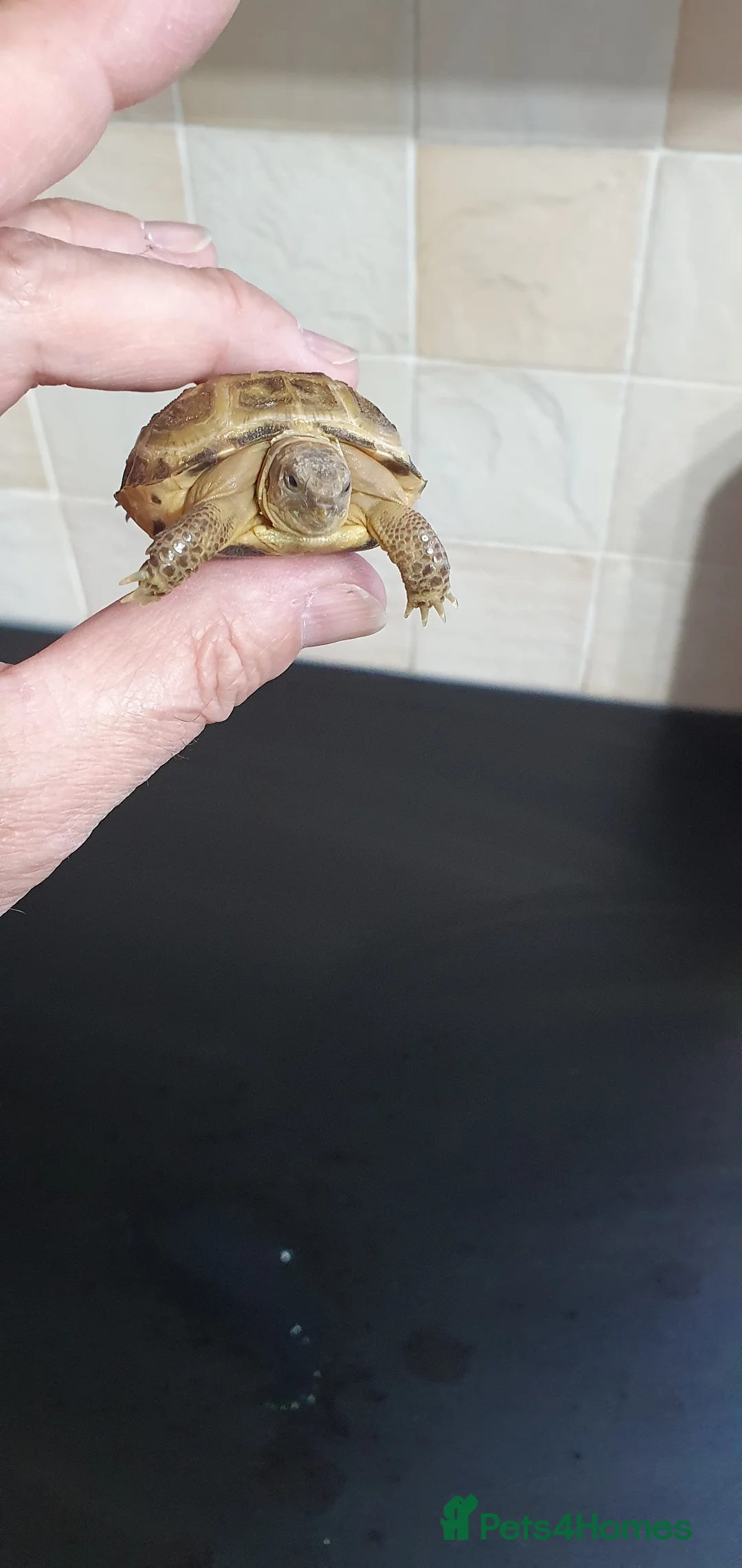 Tortoise reptiles for sale: Baby horsefield tortoise - Advert 4