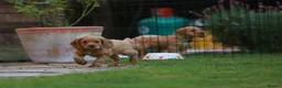 Cocker Spaniel dogs for sale: Gorgeous Working Cocker Spaniel Pups  - Advert 37