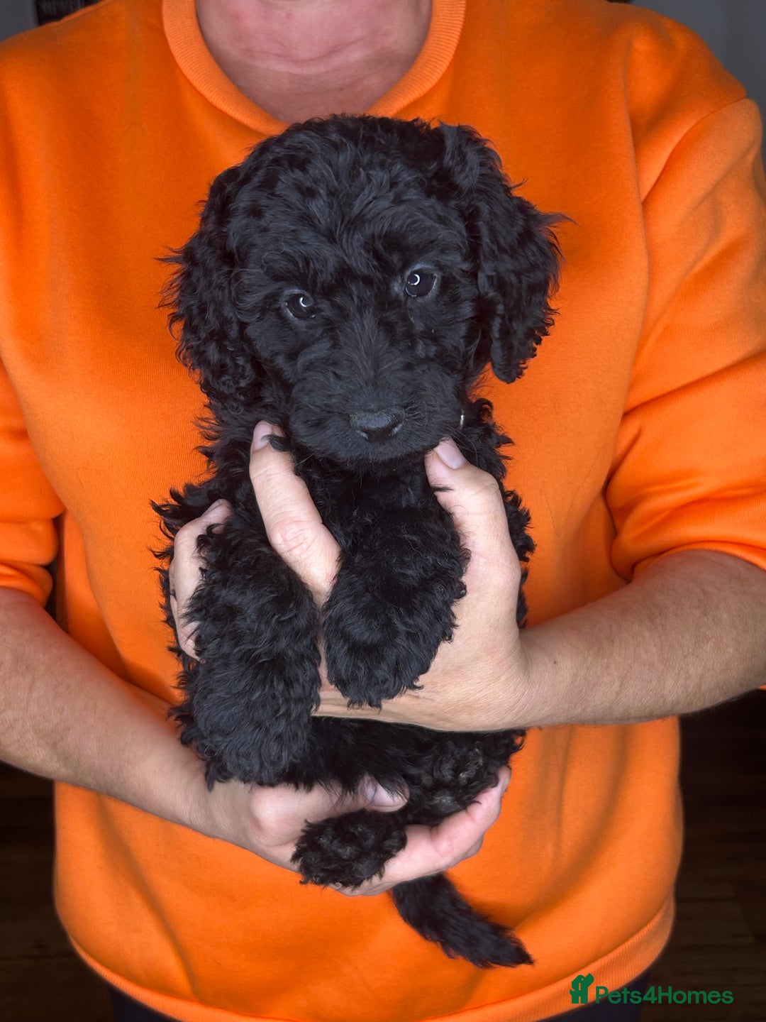 Cockapoo dogs for sale: ONLY 2  LEFT OUTSTANDING TINY MINITURE COCKAPOOS  - Image 16