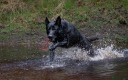German Shepherd dogs for sale: Urgent rehome, need new home by 13th August  - Image 6