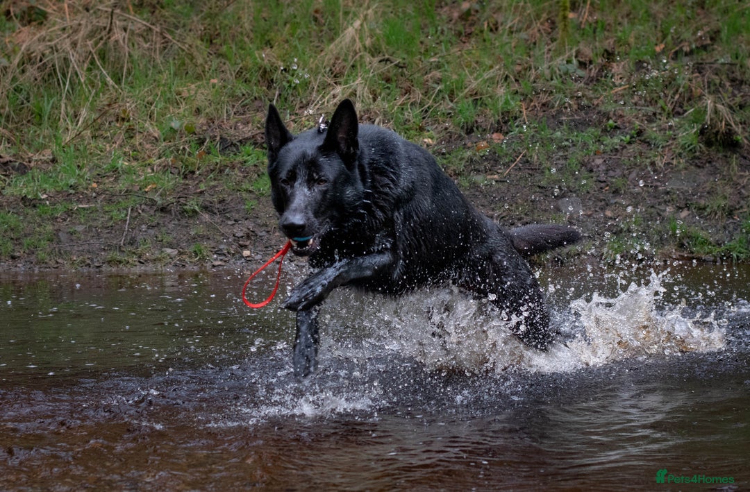 German Shepherd dogs for sale: Urgent rehome, need new home by 13th August  - Image 6