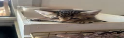 Mixed Breed cats for sale: 5x Tabby kittens for sale - Advert 4