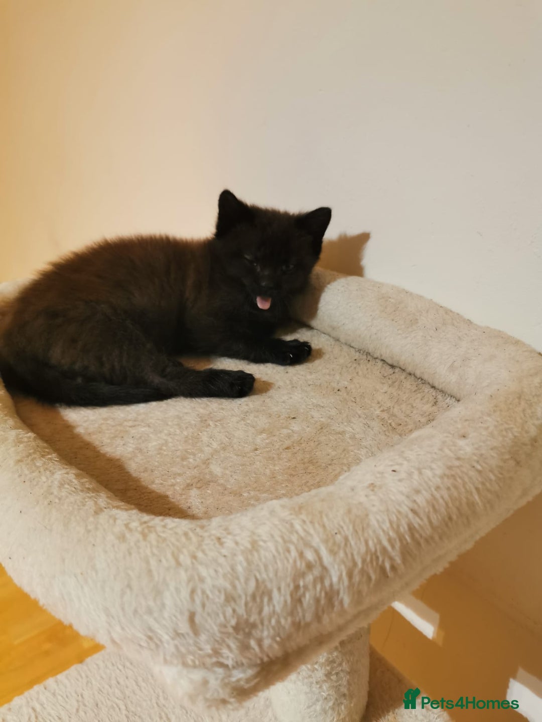 Mixed Breed cats for sale: Kitten  - Advert 1