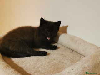 Mixed Breed cats Kitten - Advert 1