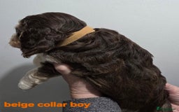 Cockapoo dogs for sale: Stunning f1 cockapoo pups - Advert 8