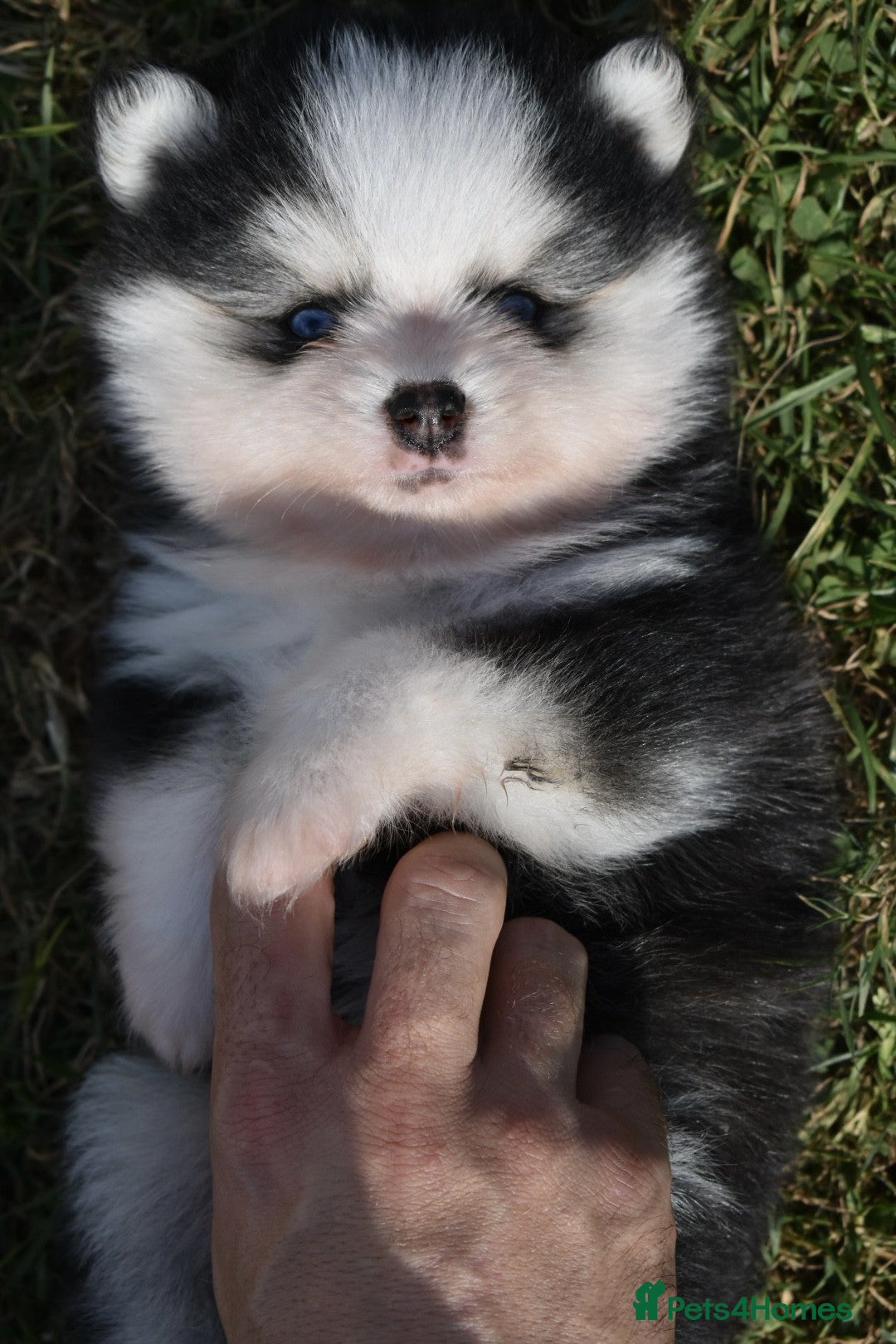 Pomsky dogs for sale: Genuine Toy Size Pomskies - Image 11