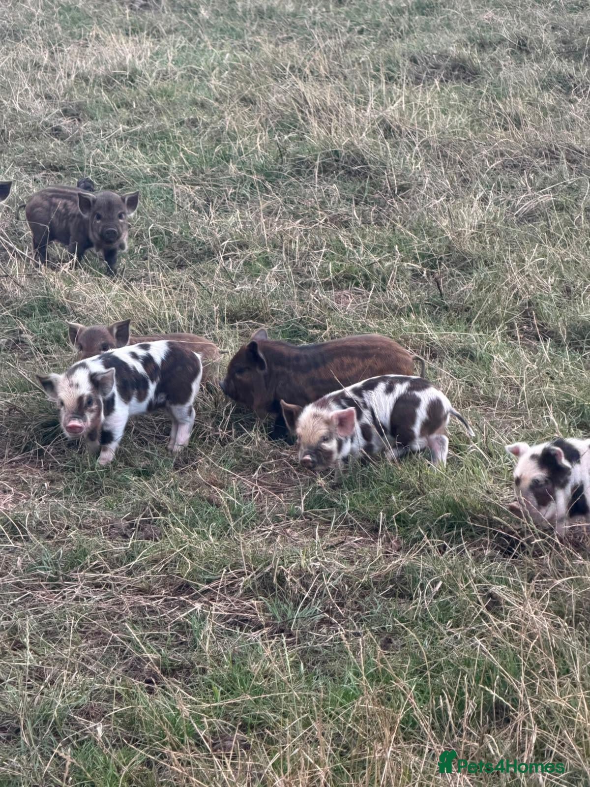 Pig livestock Kunekune piglets - Advert 1