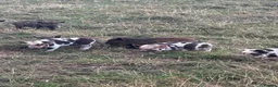 Pig livestock for sale: Kunekune piglets - Advert 1