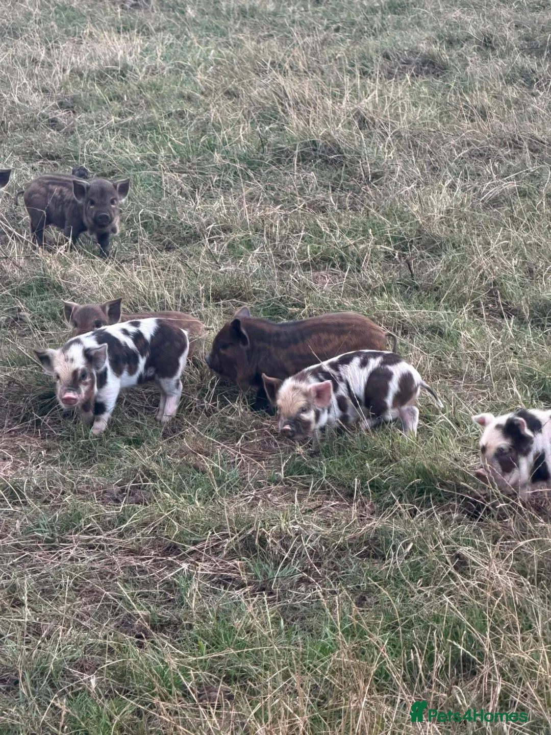 Pig livestock for sale: Kunekune piglets - Advert 1
