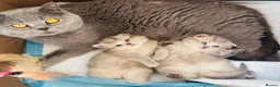 British Shorthair cats for sale: GCCF/TICA British Shorthair Champion line Kittens - Advert 20
