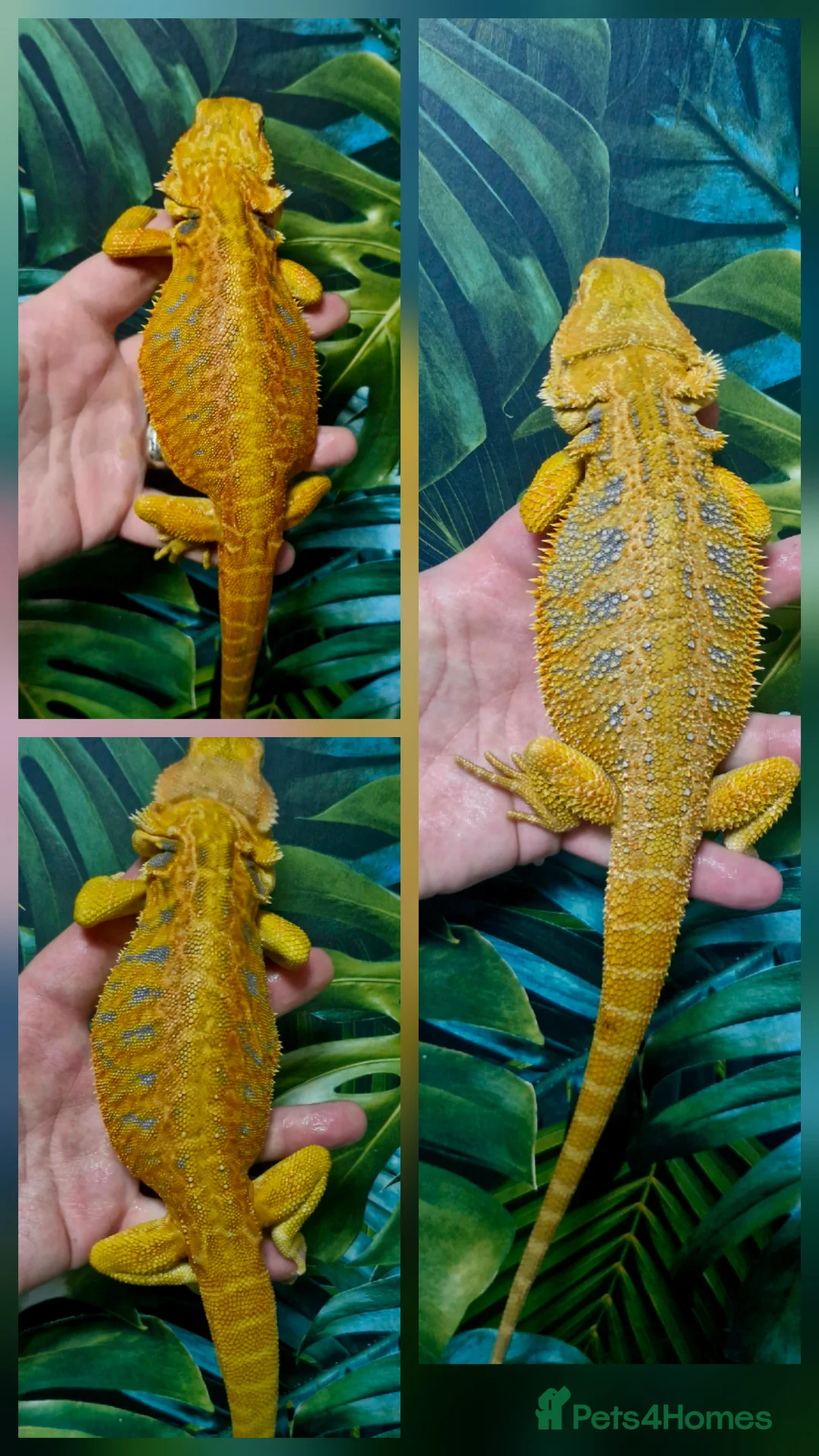 Bearded Dragon reptiles for sale: Bearded dragon Holdback release at HT exotics! - Advert 3