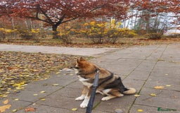 Saarloos Wolfdog dogs for sale: WEST SIBERIAN LAIKA TRAINED IMPORTED VIDEO - Image 3
