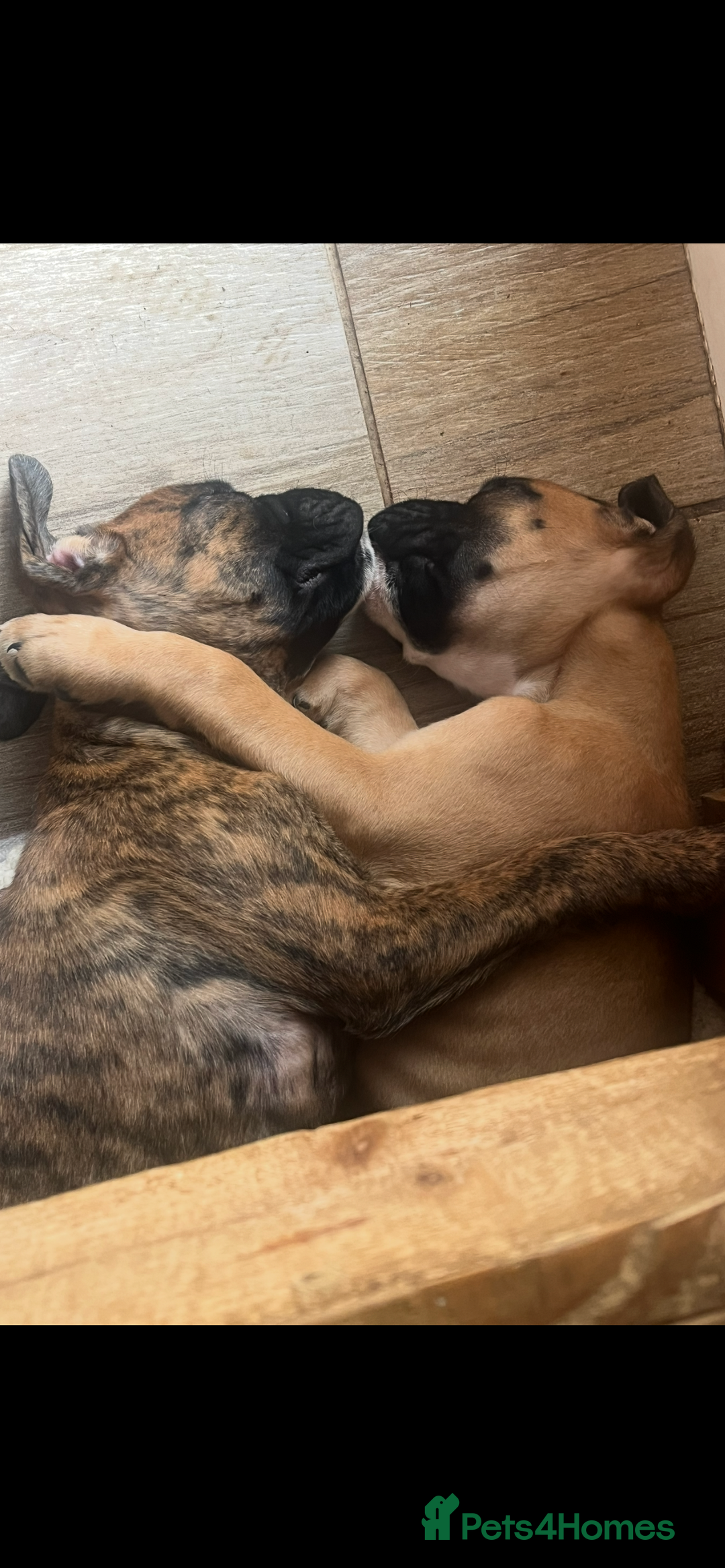 Boxer dogs for sale: STUNNING PEDIGREE BOXERS!x - Image 17