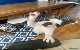 French Bulldog dogs for sale: 💕Beautiful Bella- Ready for her forever home💕 - Image 8