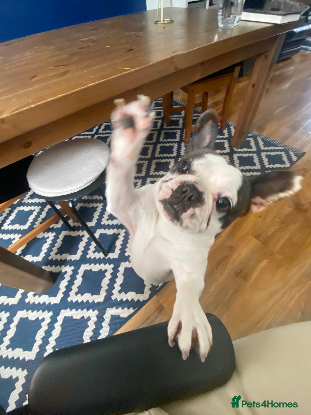 French Bulldog dogs for sale: 💕Beautiful Bella- Ready for her forever home💕 - Image 8