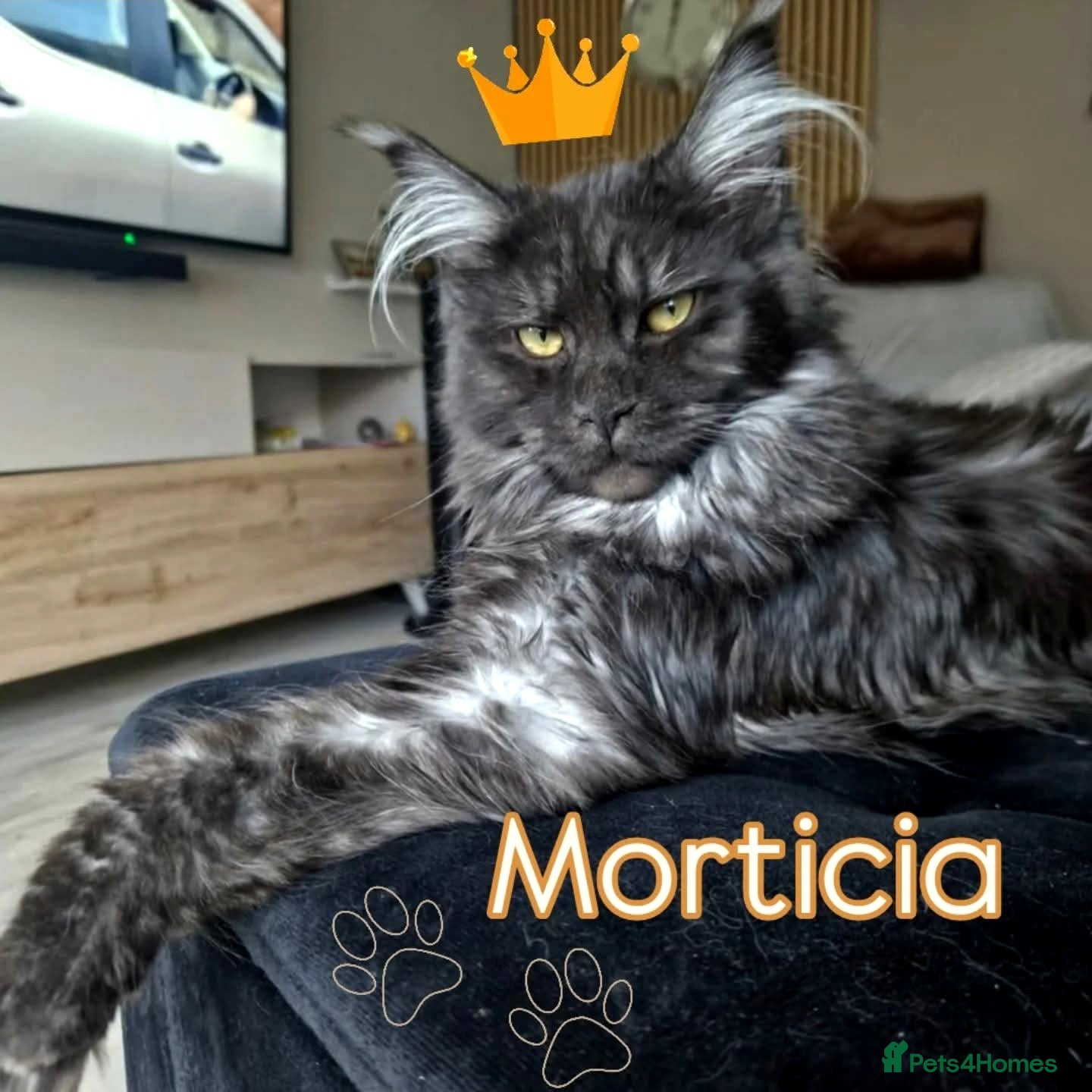 Maine Coon cats Outstanding pedigree mainecoons - Advert 2