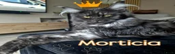 Maine Coon cats for sale: Outstanding pedigree mainecoons - Advert 2