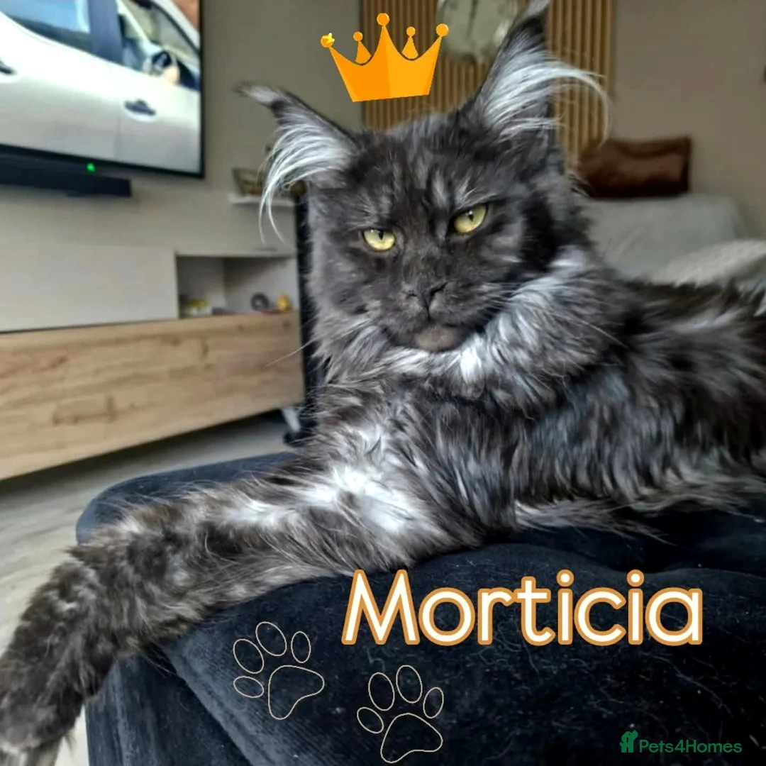 Maine Coon cats for sale: Outstanding pedigree mainecoons - Advert 2