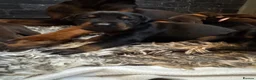 Dobermann dogs for sale: ❌ ready monday❌Health tested Dobermans not Kc reg  - Advert 22