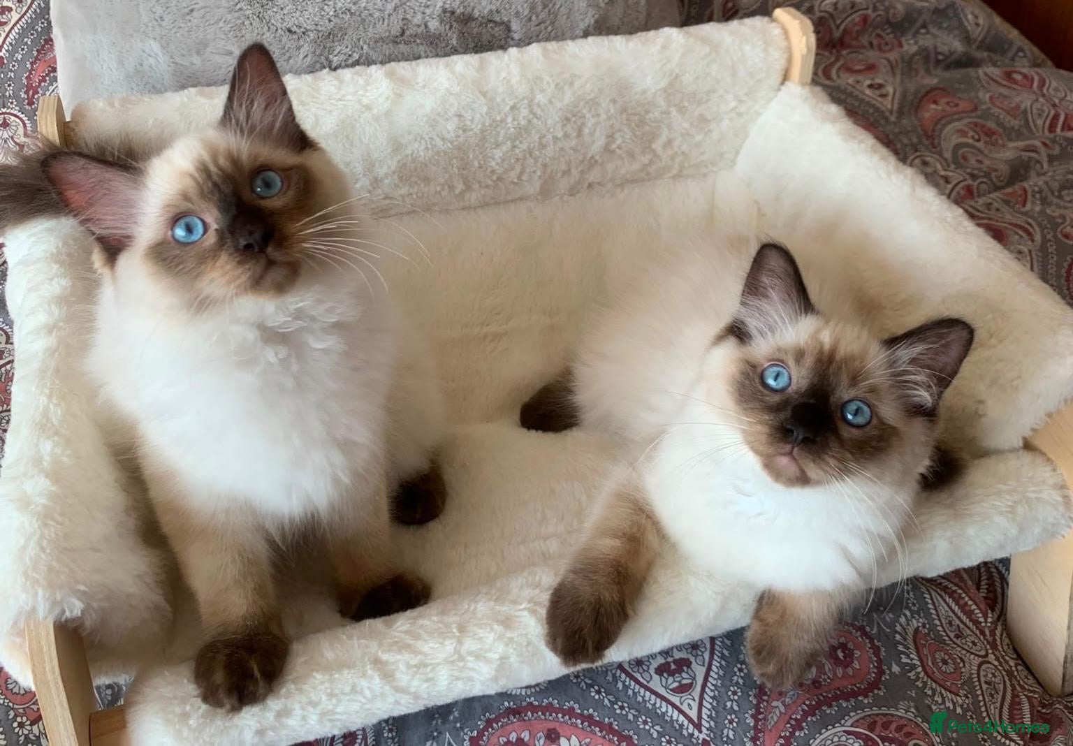 Ragdoll cats 🏆GCCF CHAMPION BLOODLINE RAGDOLL KITTENS 🥇  - Advert 2