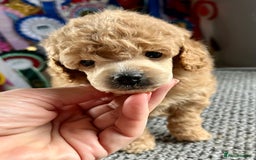 Toy Poodle dogs for sale: KC Toy Poodle Puppies - Image 2