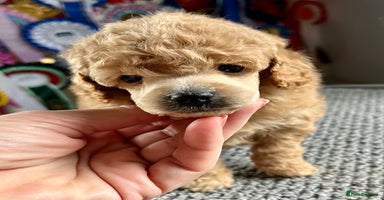Toy Poodle dogs - Advert 14