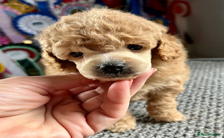 Toy Poodle dogs - Advert 6