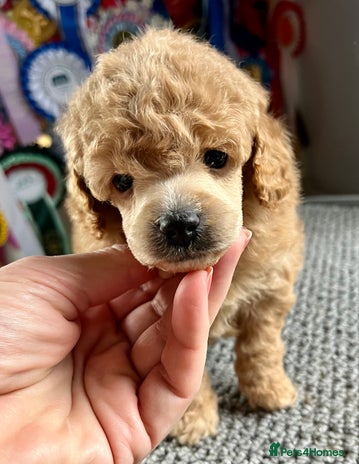 Toy Poodle dogs - Advert 12