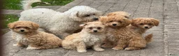 Poochon dogs for sale:  BEAUTIFUL F1 POOCHON PUPPIES  - Advert 6