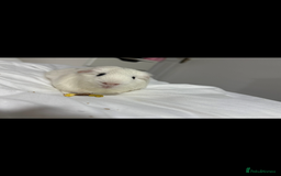 Guinea Pig rodents for sale: Adopting guineea pig - Image 6