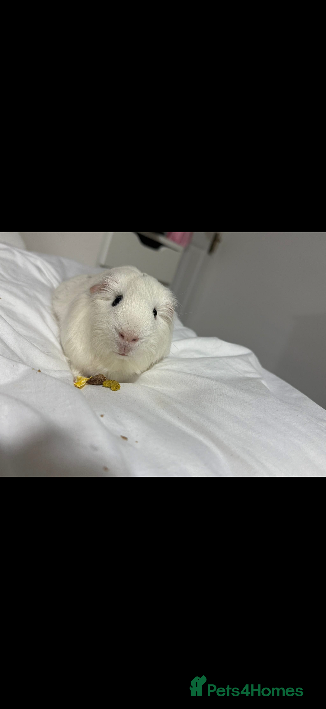 Guinea Pig rodents for sale: Adopting guineea pig - Image 6