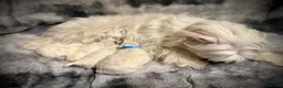 Maltese dogs for sale: Beautiful Maltese Puppies ⭐️Over 5 GENERATIONS⭐️ - Advert 9