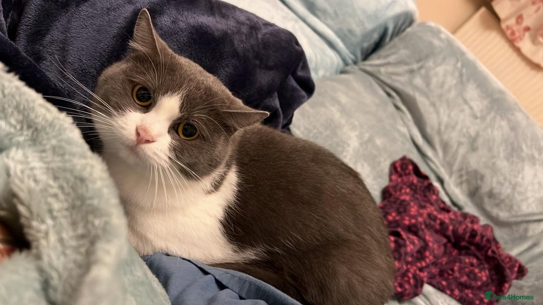 British Shorthair cats for sale: Cute British Shorthair Looking for Home - Advert 9