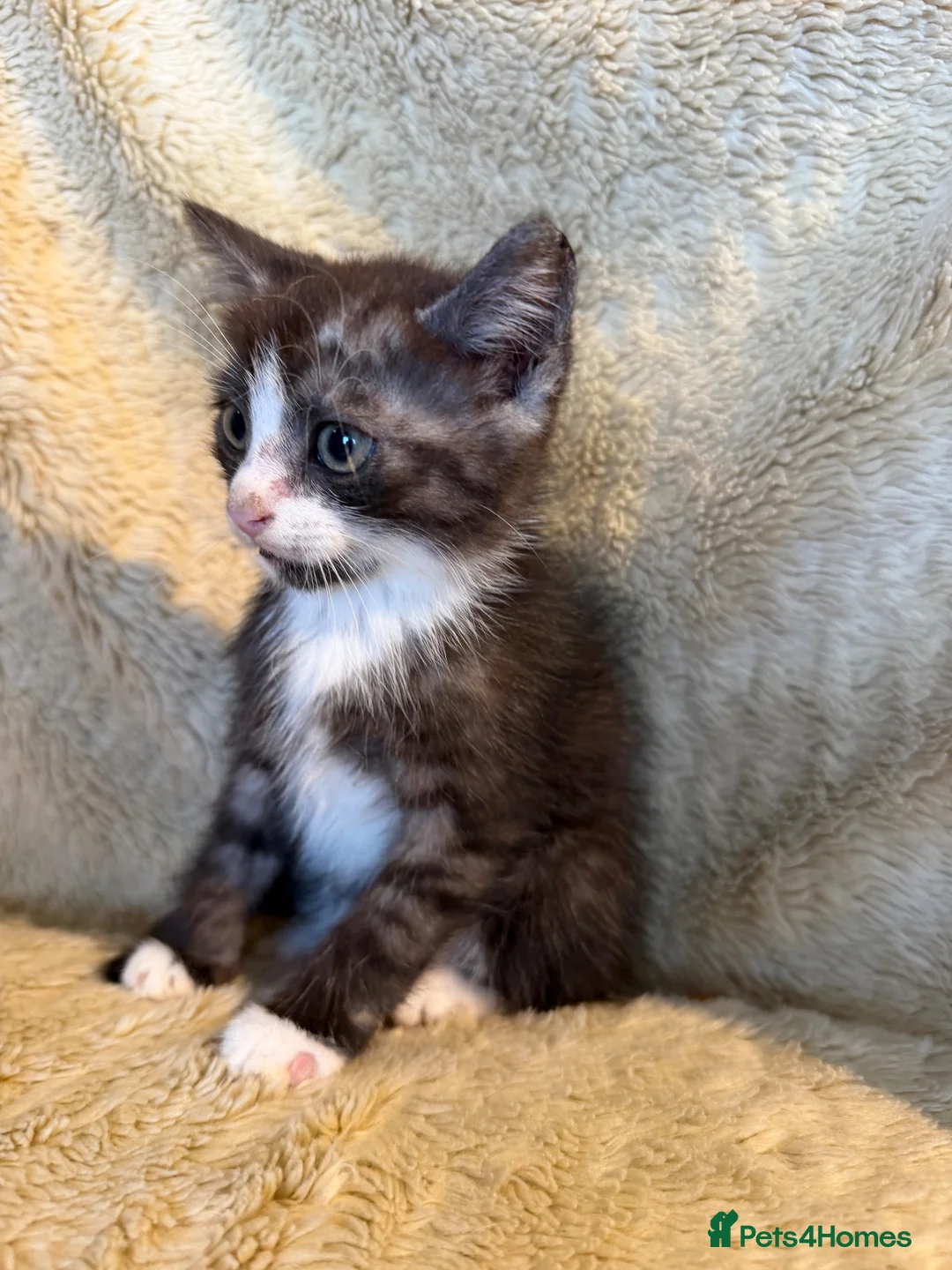 British Shorthair cats for sale: British Shorthair kittens various colours  - Advert 20