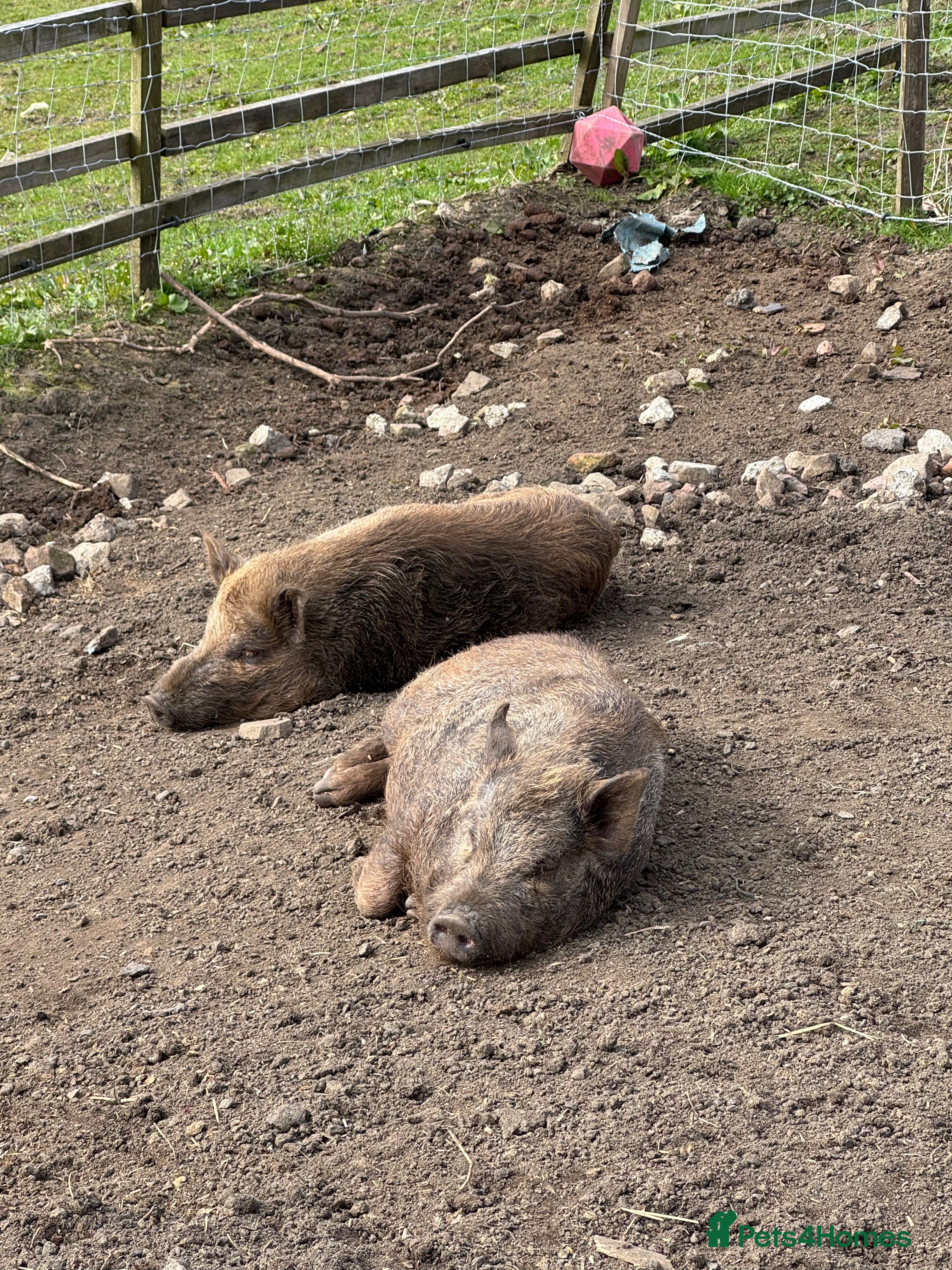 Pig livestock Mini pigs  - Advert 1