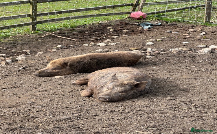 Pig livestock - Advert 1