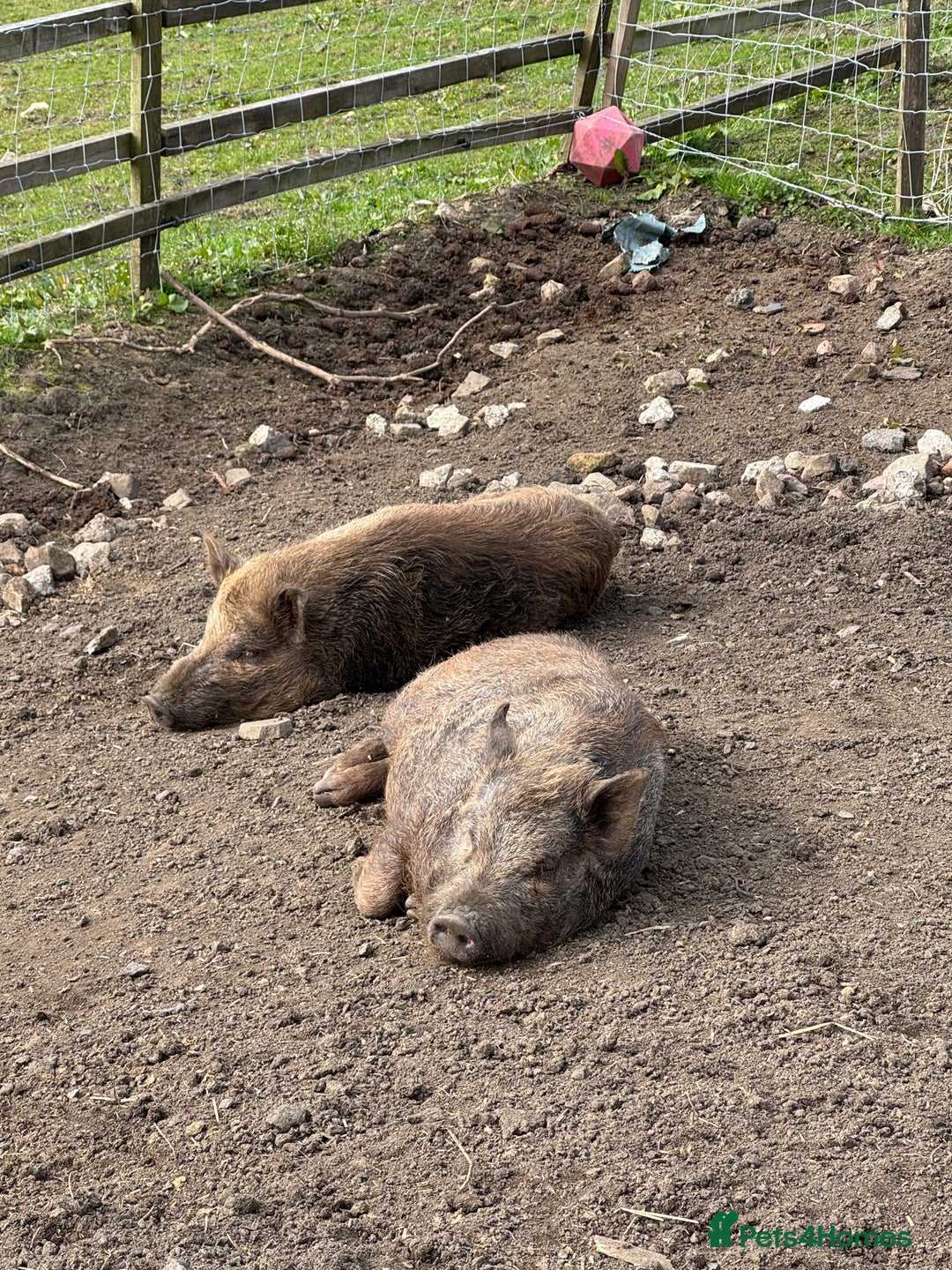 Pig livestock for sale: Mini pigs  - Image 1