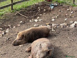 Pig livestock - Advert 1